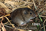 Microtus pennsylvanicus, Meadow Vole